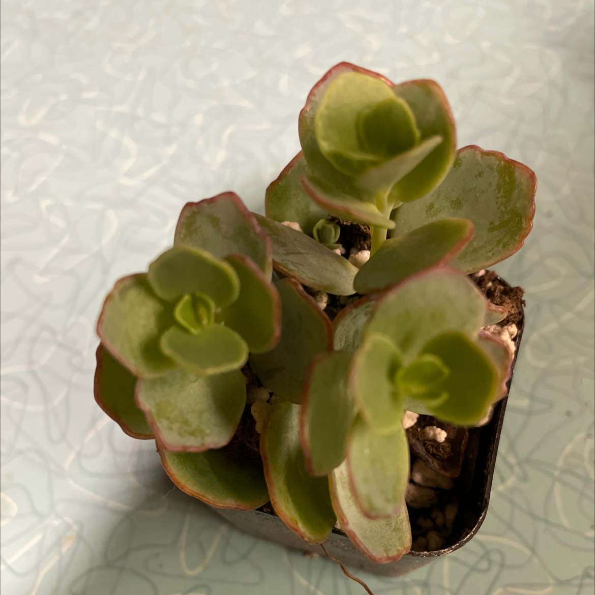 Marnier's Kalanchoe plant with green leaves and reddish edges in a small pot.