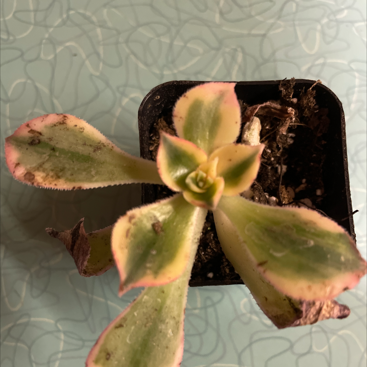 Aeonium 'Sunburst' plant in a small pot with some leaf discoloration and browning.