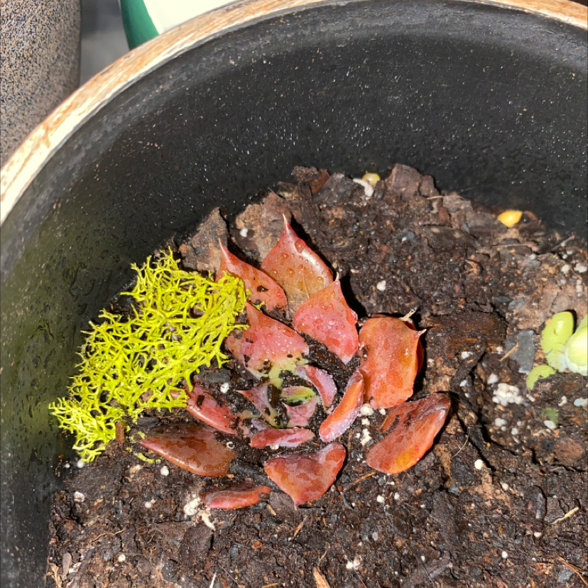 Image of a Black Prince succulent in a pot with visible soil and some moss growth.
