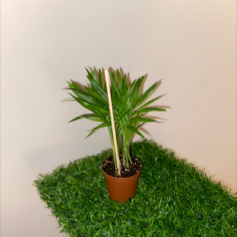 Potted Christmas Palm plant with healthy green leaves on a grassy surface.