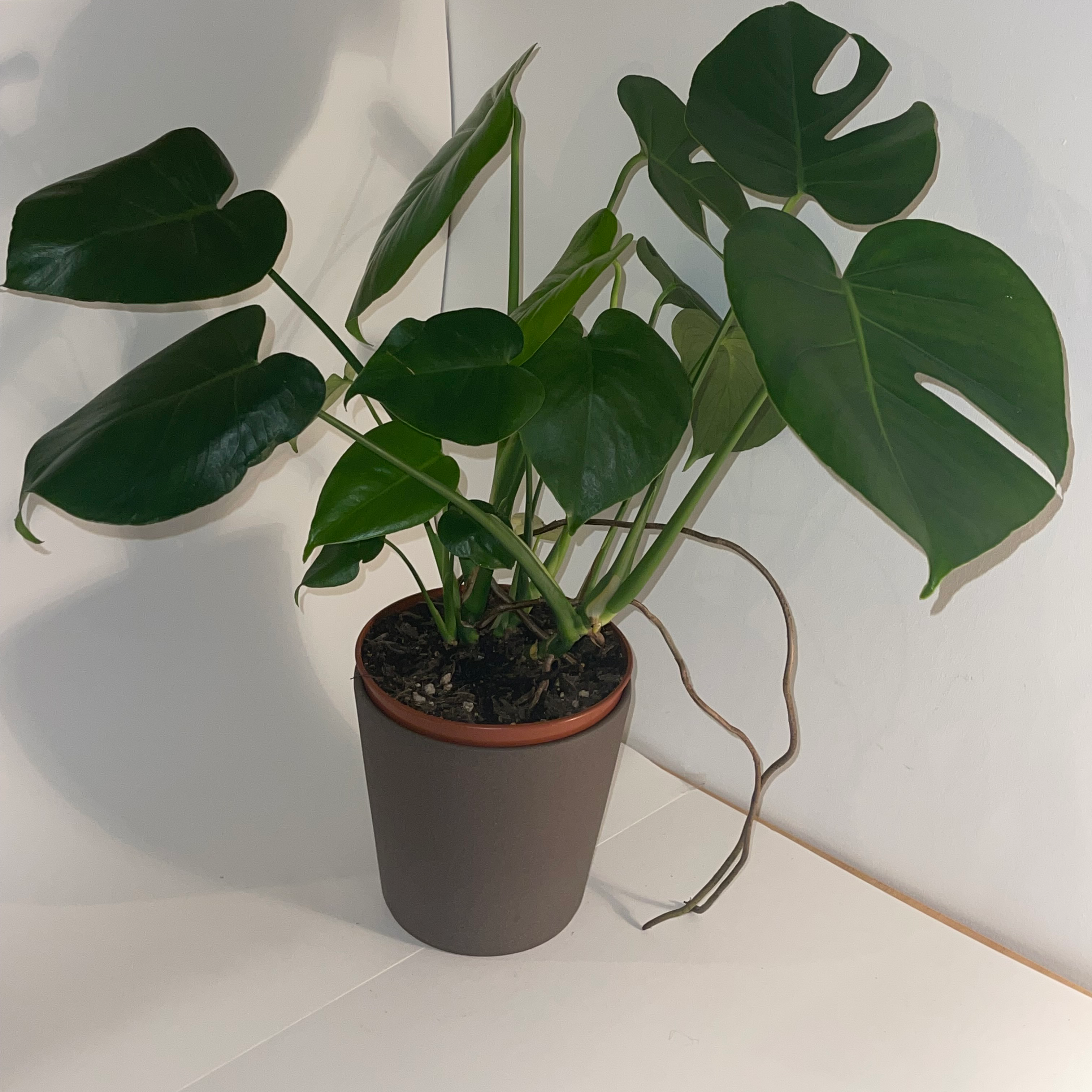 Monstera plant photo by @dylan1stokes named Sinaenae on Greg, the plant care app.