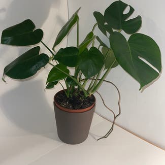 Monstera plant in Witham, England