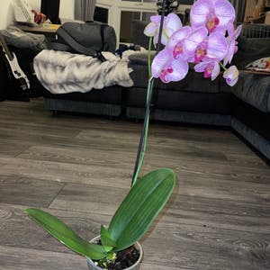 Phalaenopsis Orchid plant photo by @dylan1stokes named Violet on Greg, the plant care app.
