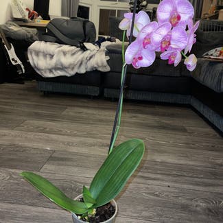 Phalaenopsis orchid plant in Witham, England