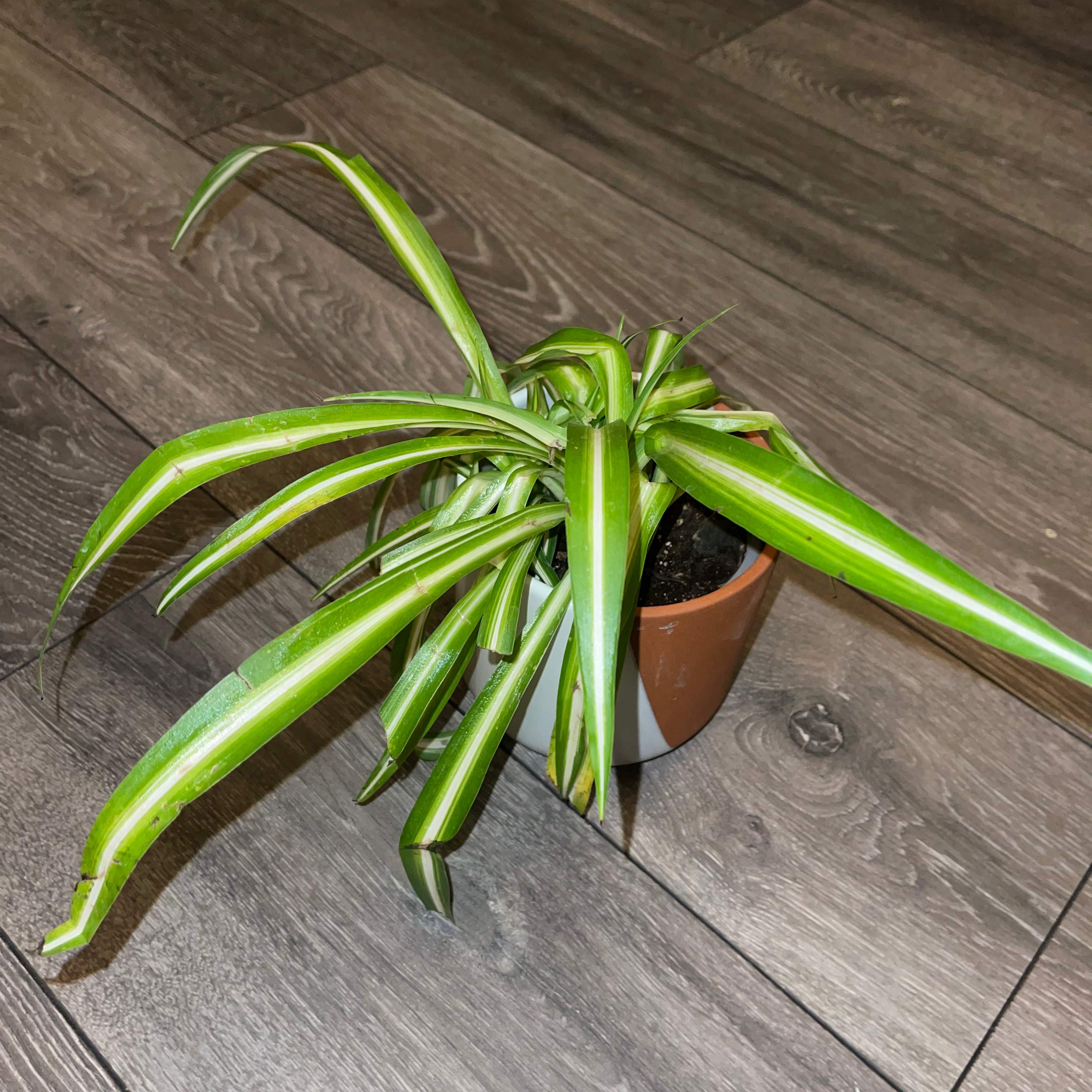 Spider Plant plant photo by @dylan1stokes named Henry VIII on Greg, the plant care app.