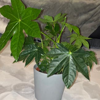 Fatsia Plant plant in Witham, England