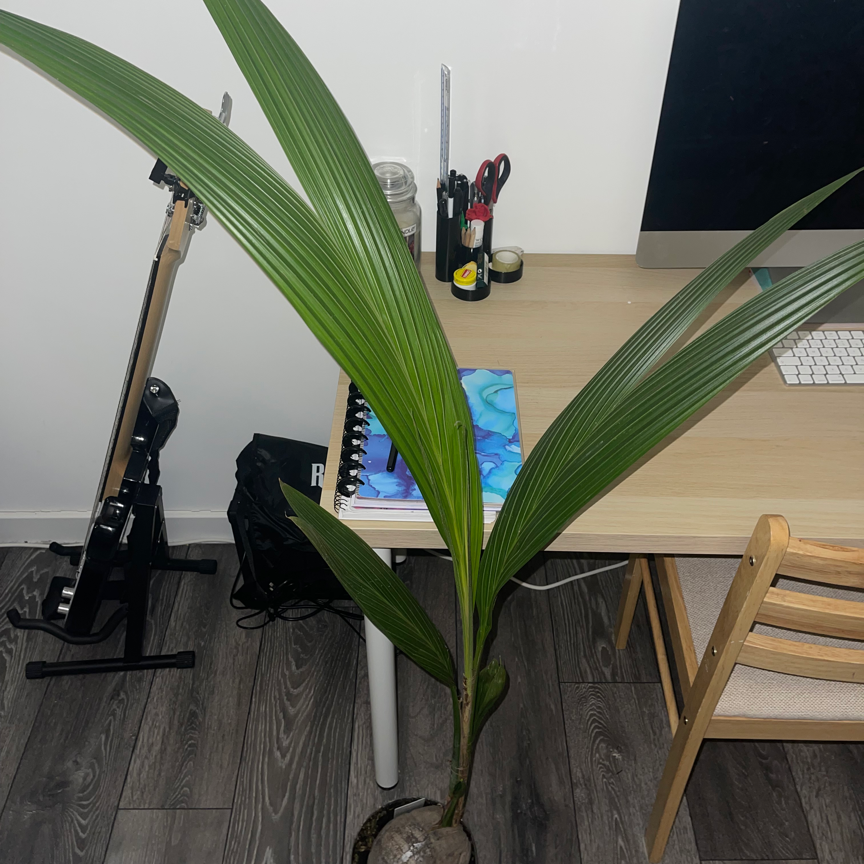 Indoor coconut plant with long green leaves near a desk.