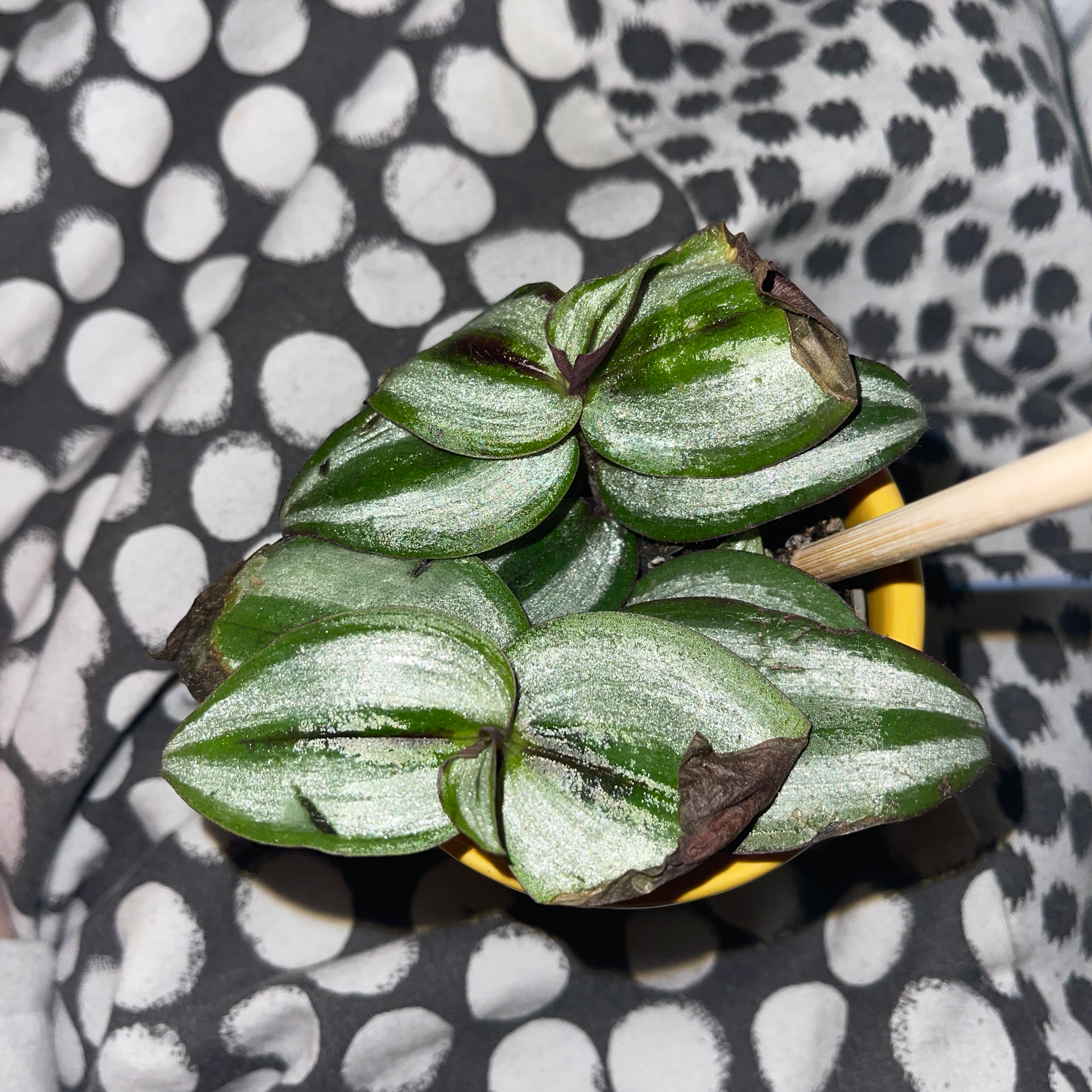 Tradescantia Zebrina plant photo by @dylan1stokes named Zoey Zebra the Zebrina on Greg, the plant care app.