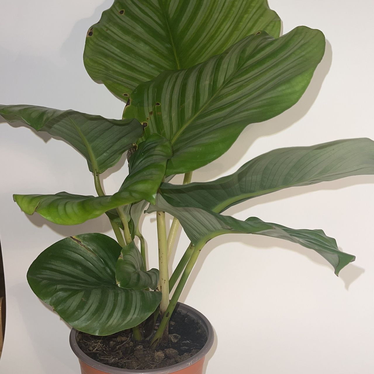 Calathea Orbifolia plant photo by @dylan1stokes named Mia Calathea on Greg, the plant care app.