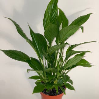 Peace Lily plant in Witham, England