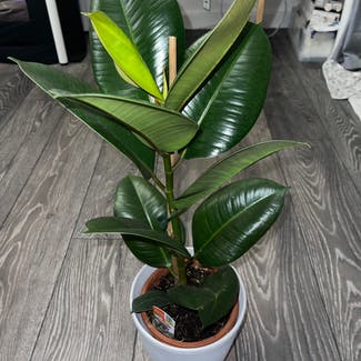 Rubber Plant plant in Witham, England
