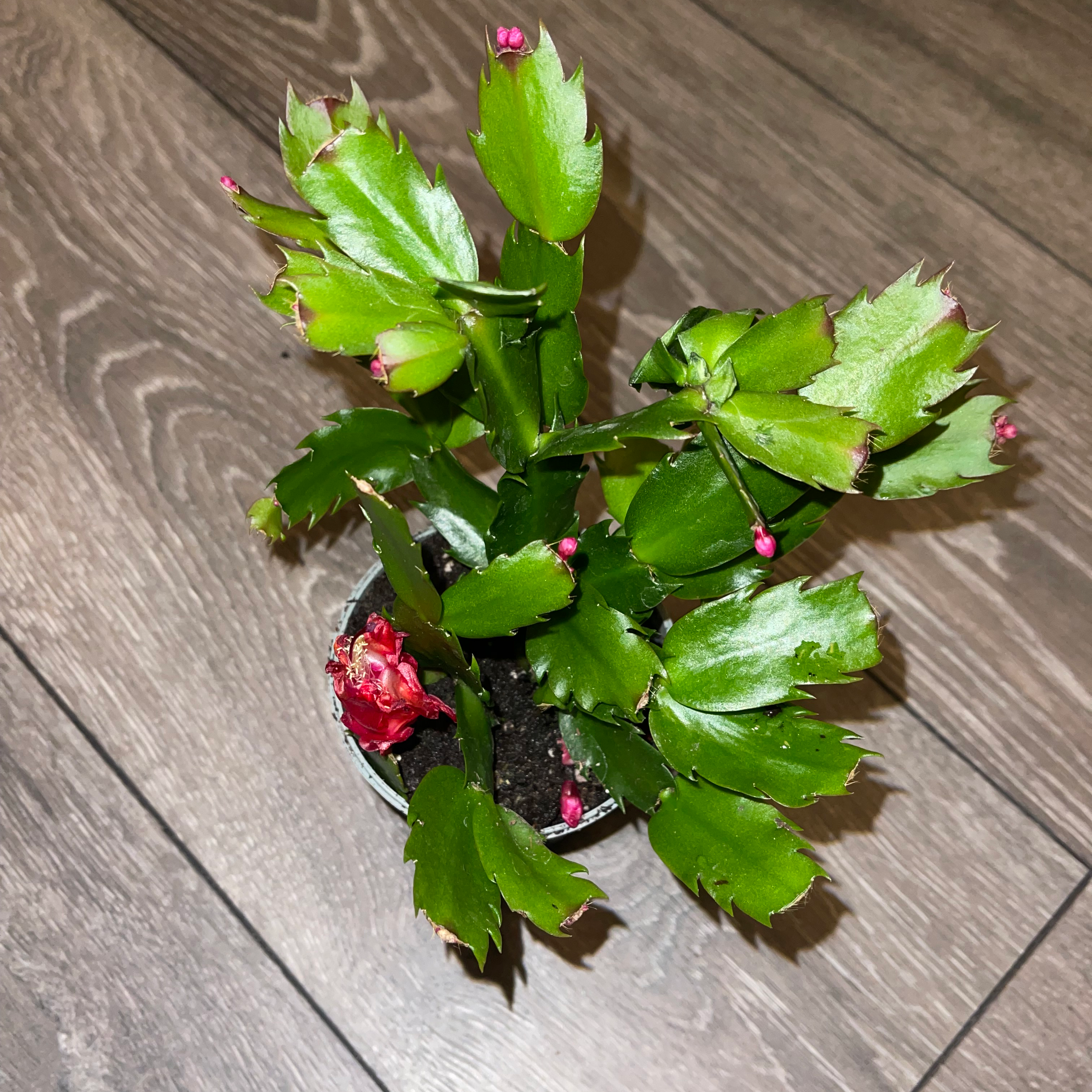 False Christmas Cactus plant photo by @dylan1stokes named Your plant on Greg, the plant care app.