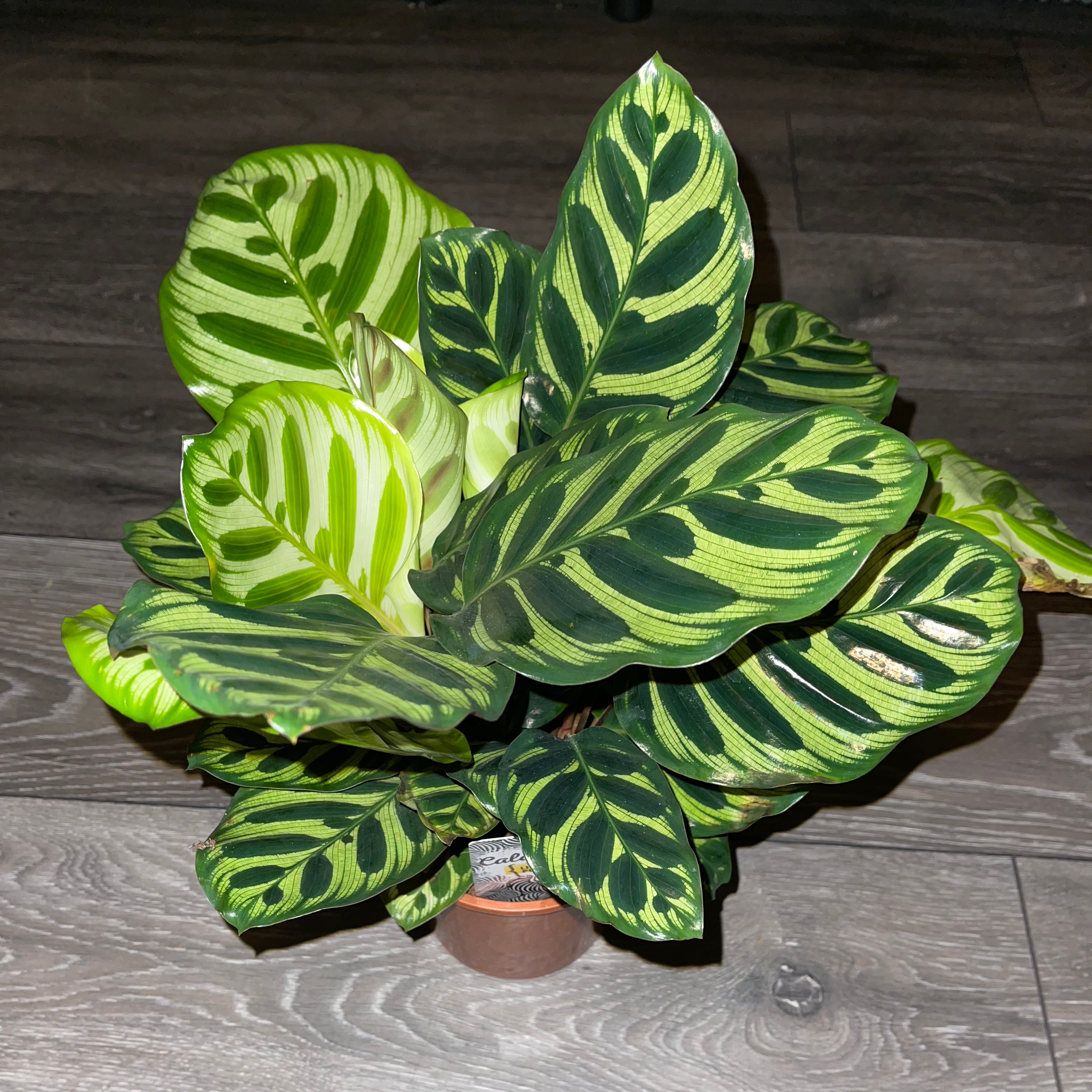Cathedral Windows plant photo by @dylan1stokes named Katherine on Greg, the plant care app.