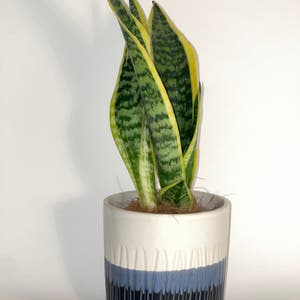 Snake Plant plant photo by Dylan1stokes named Your plant on Greg, the plant care app.