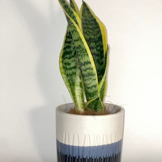 Snake Plant plant in Witham, England