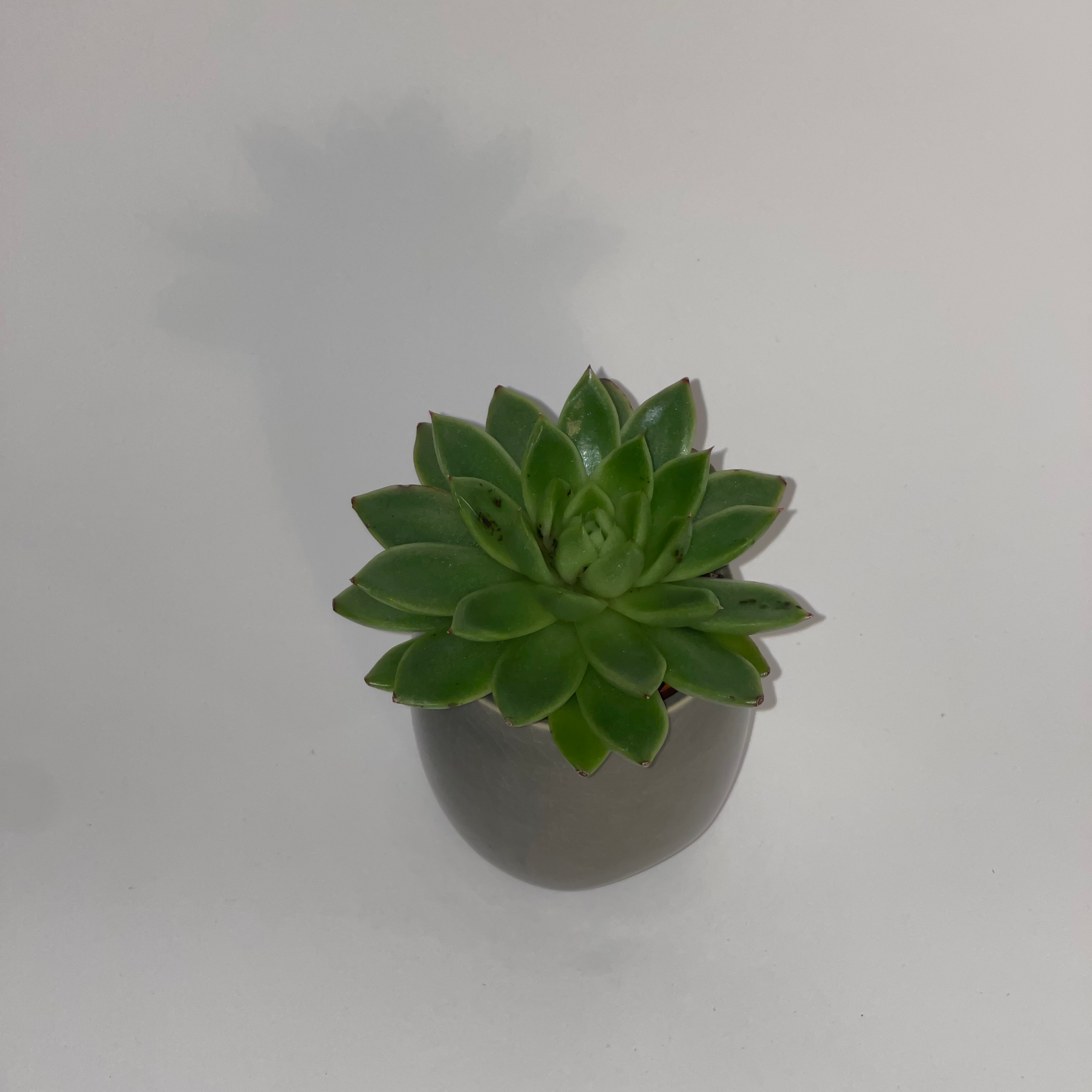Lipstick Echeveria plant photo by @dylan1stokes named Your plant on Greg, the plant care app.