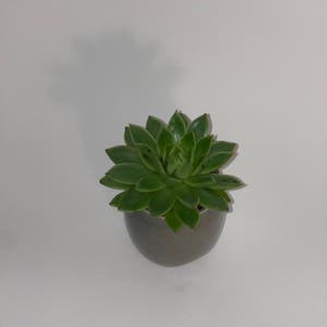 Lipstick Echeveria plant photo by Dylan1stokes named Your plant on Greg, the plant care app.