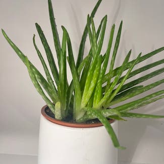 Aloe vera plant in Witham, England