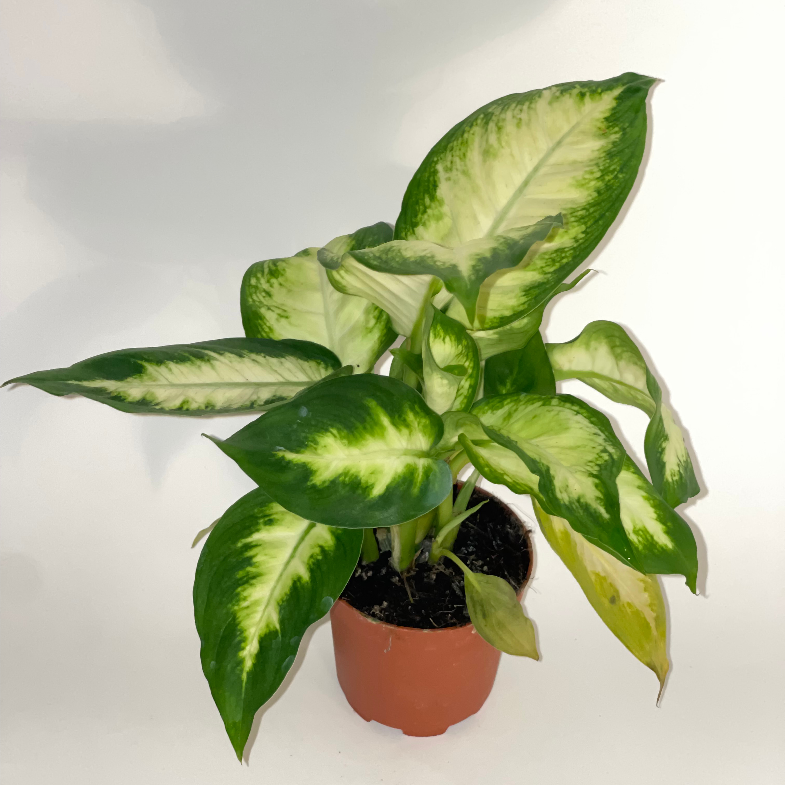 Dieffenbachia plant photo by @dylan1stokes named Effen on Greg, the plant care app.