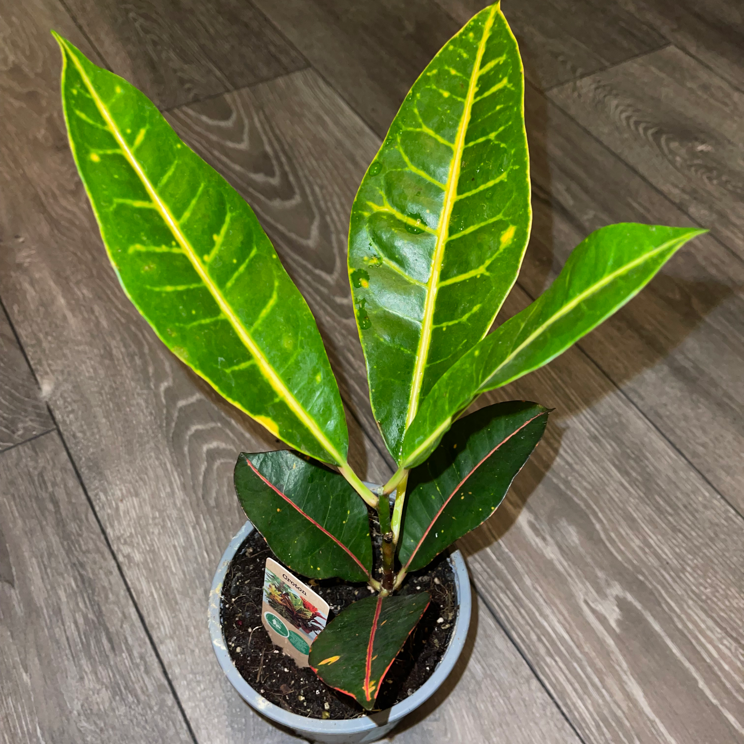 Gold Dust Croton plant photo by @dylan1stokes named Your plant on Greg, the plant care app.