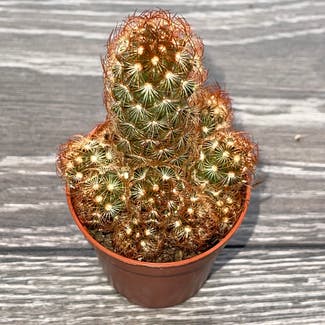 Lady Finger Cactus plant in Witham, England