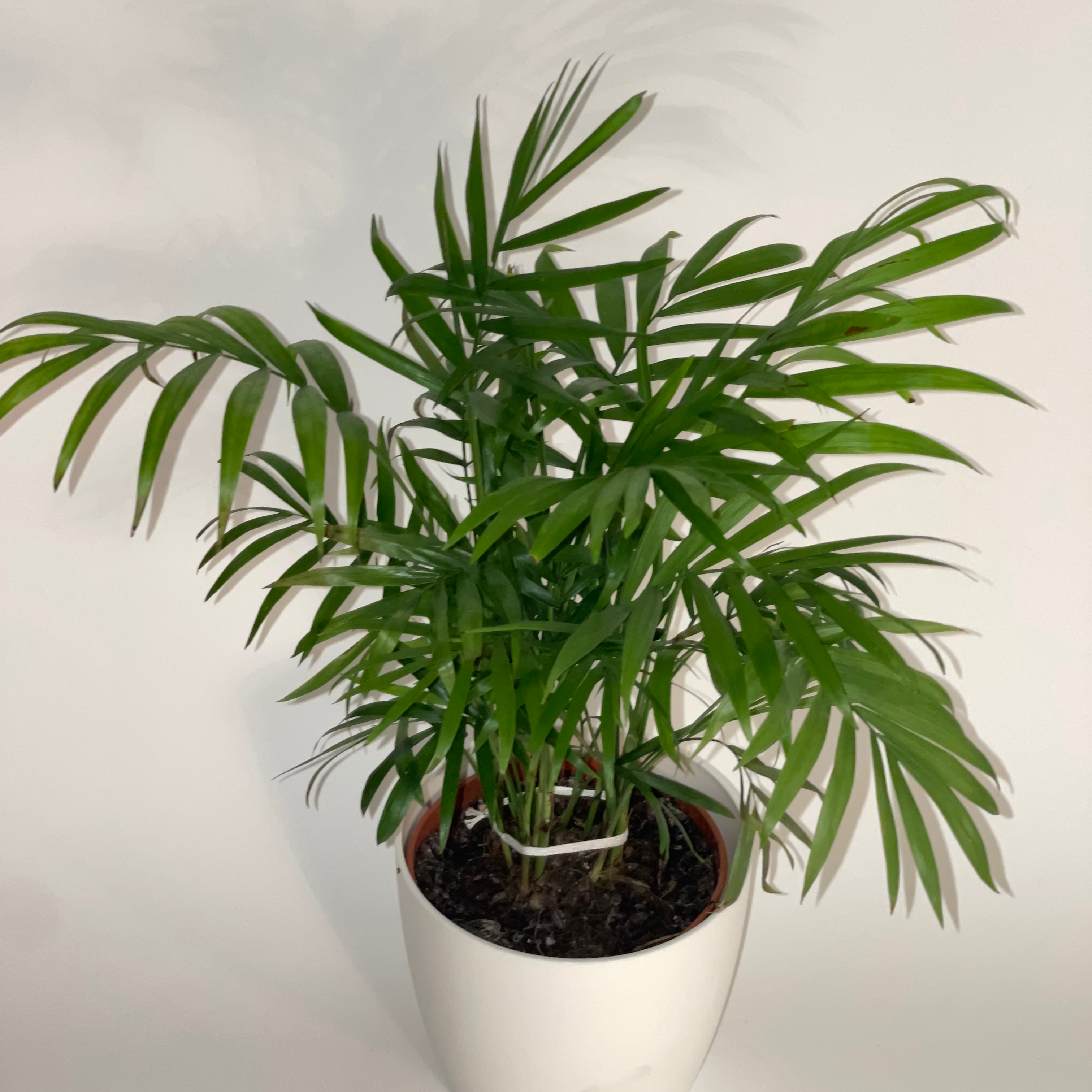 Parlour Palm plant photo by @dylan1stokes named Your plant on Greg, the plant care app.