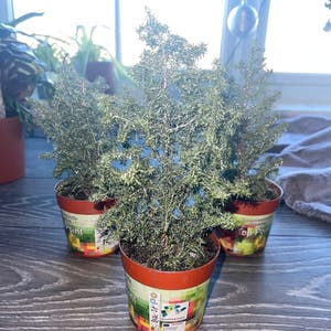 Atlantic White Cedar plant photo by Dylan1stokes named 3 Musketeers on Greg, the plant care app.