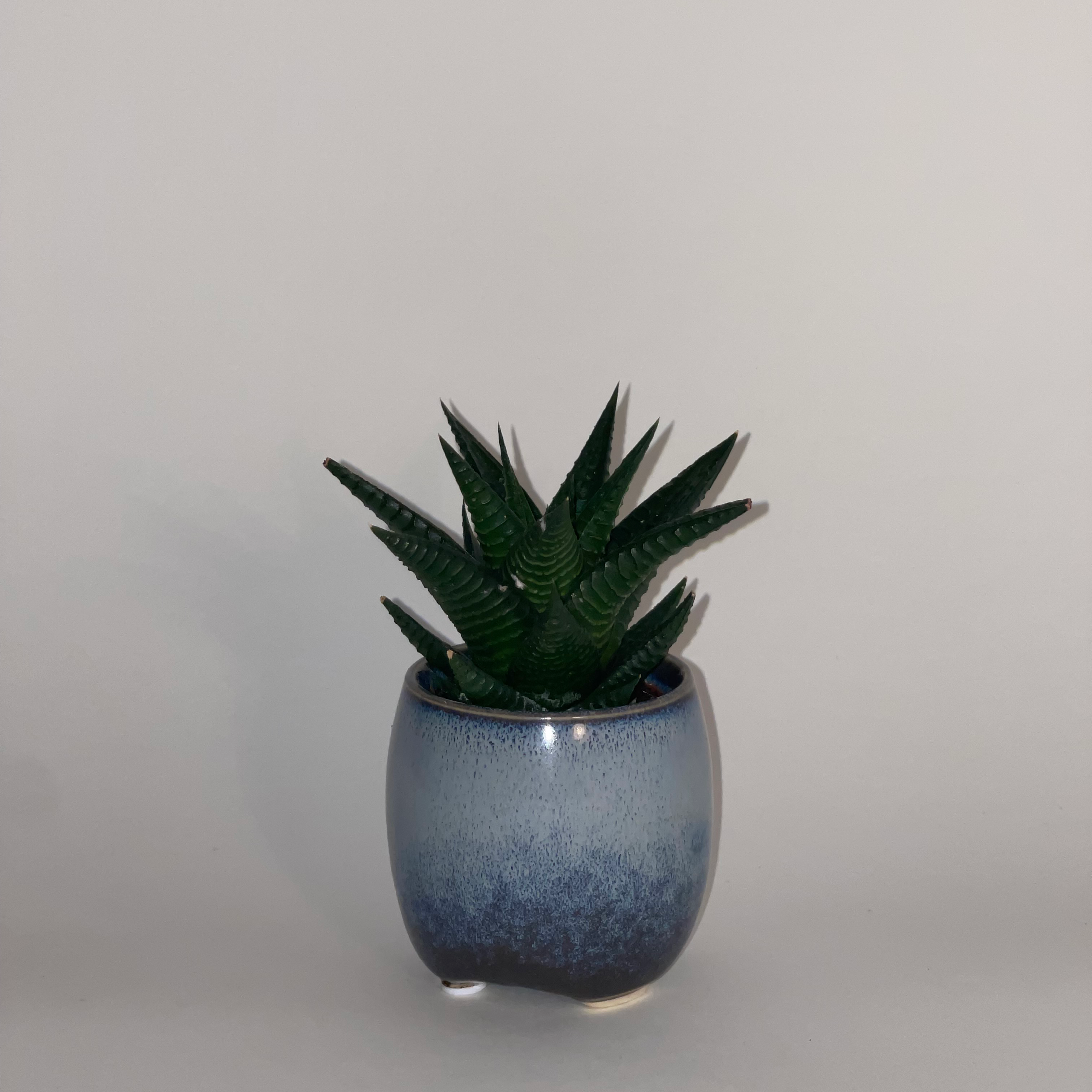 Zebra Plant plant photo by @dylan1stokes named Anchovies on Greg, the plant care app.