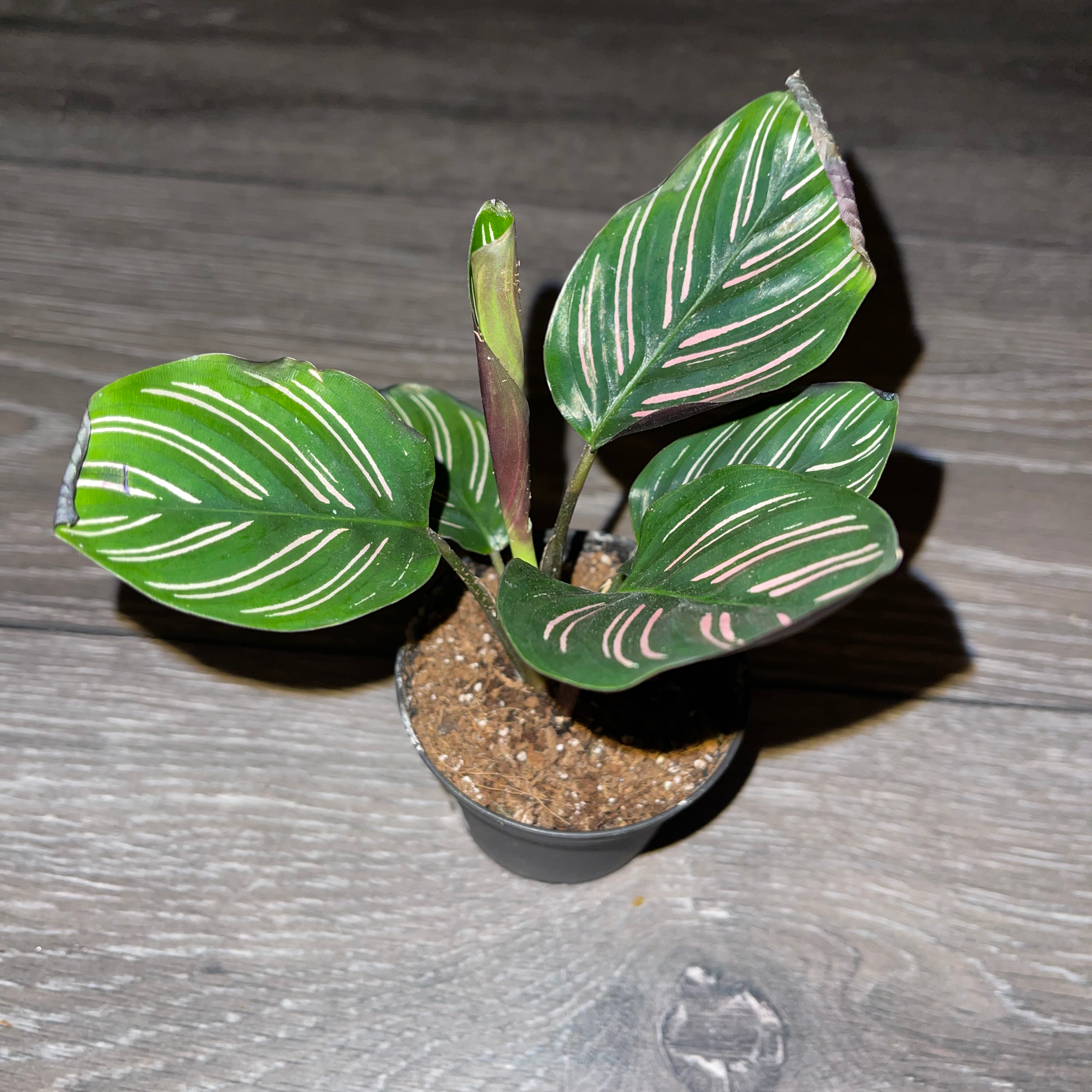 Pinstripe Calathea plant photo by @dylan1stokes named Your plant on Greg, the plant care app.
