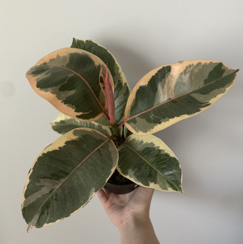 Photo of the plant species Variegated Rubber Tree by @Micha456 named Aelin on Greg, the plant care app