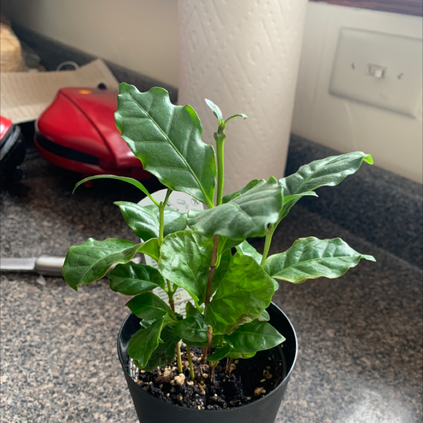Arabian Coffee Plant plant photo by @ashh named Beckham on Greg, the plant care app.
