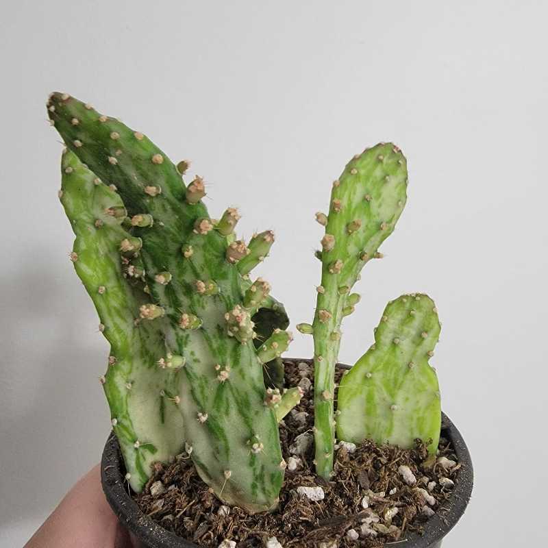 Photo of the plant species Drooping Prickly Pear by @Mandore named Var. Prickly Pear on Greg, the plant care app
