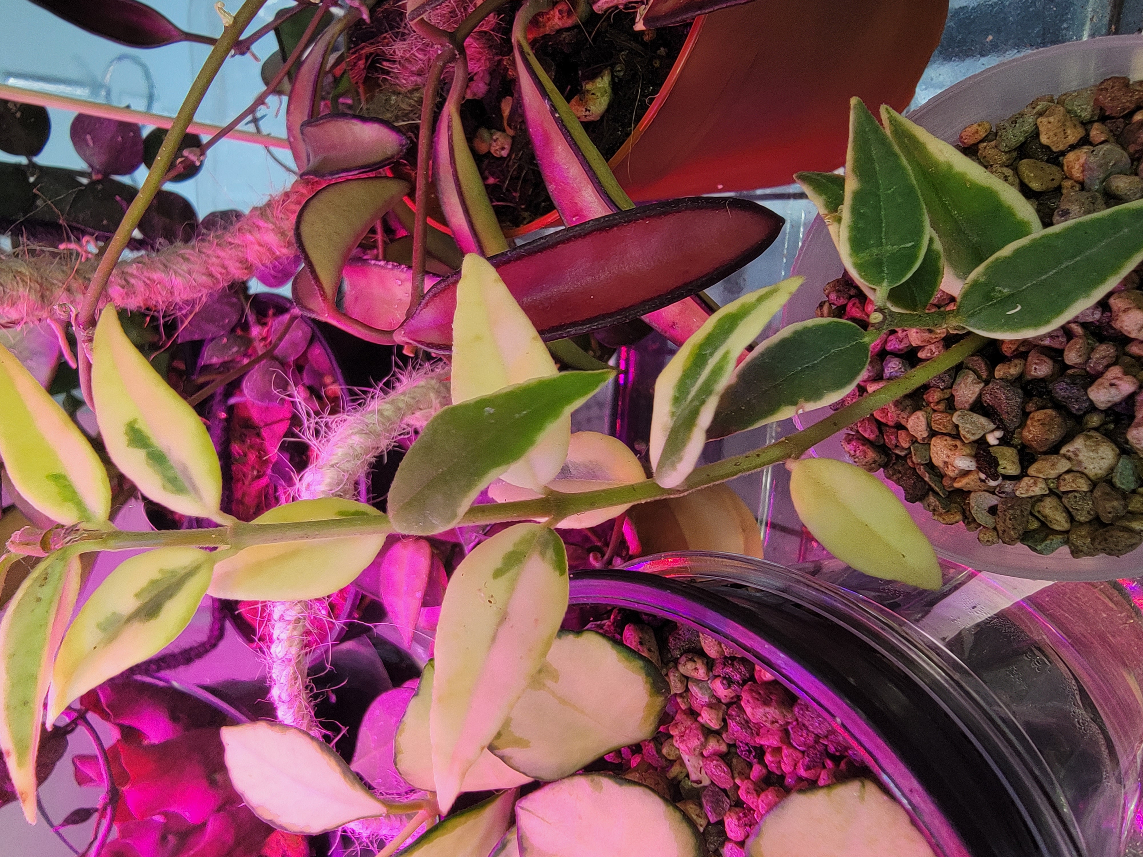 Hoya Bella plant with variegated leaves under artificial lighting, showing some yellowing and browning.