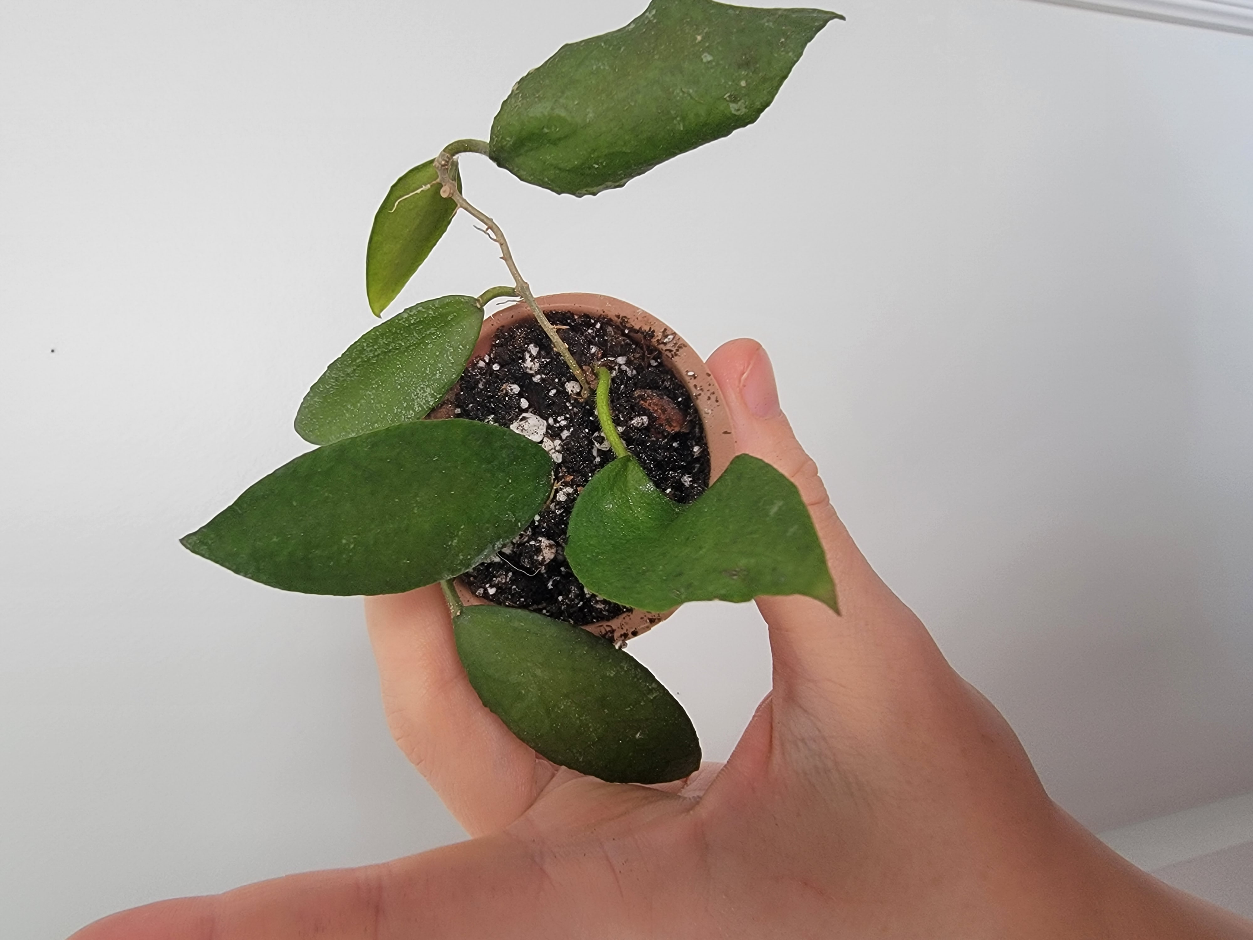Hoya caudata Sumatra plant in a small pot held by a hand, with visible soil.