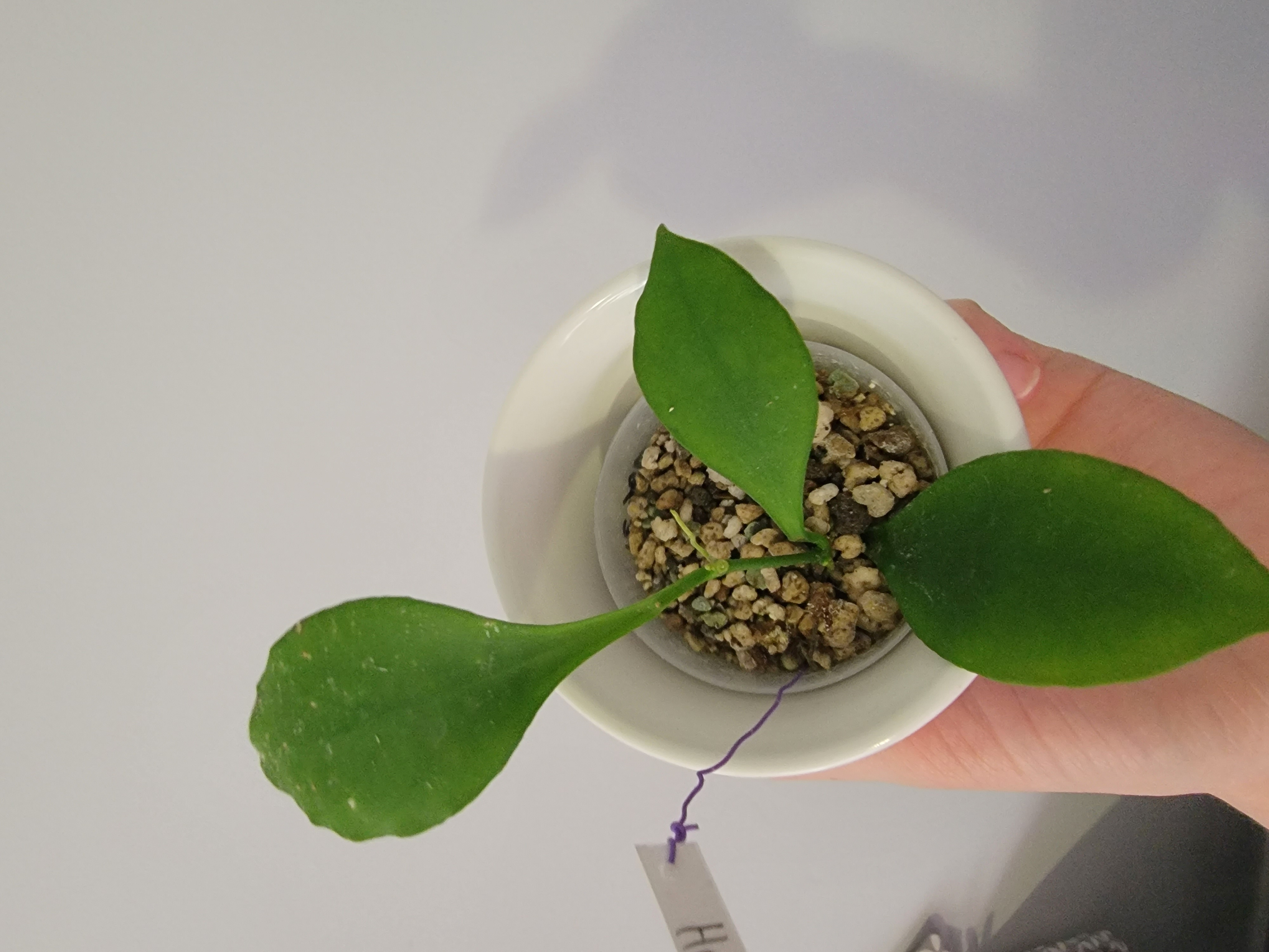Photo of the plant species Pink Hoya Hanhiae by @Mandore named Hoya Pseudolittoralis on Greg, the plant care app