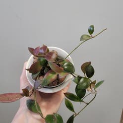 Hoya sipitangensis plant