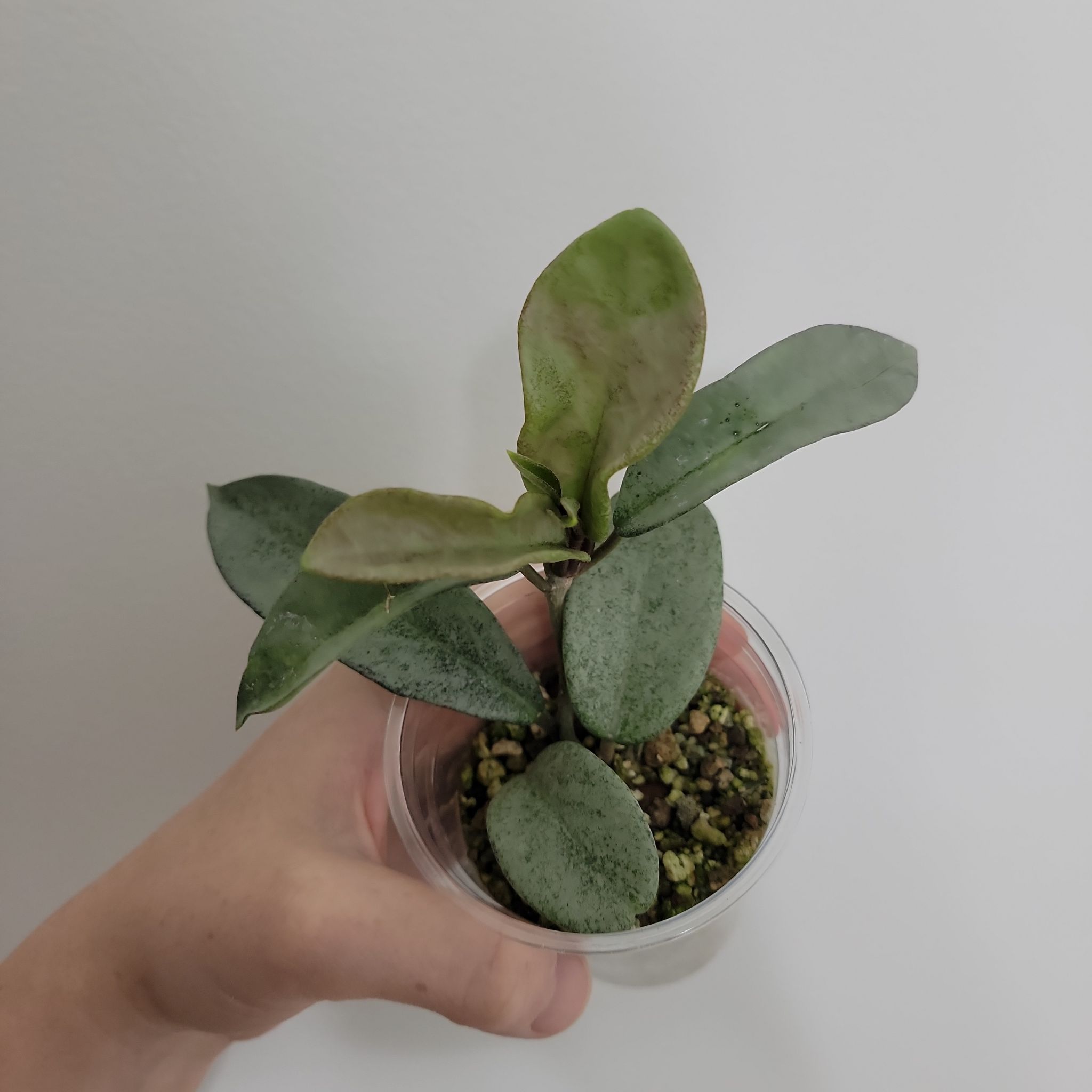 Photo of the plant species Grey Ghost Hoya Carnosa by @Mandore named Nova Ghost on Greg, the plant care app