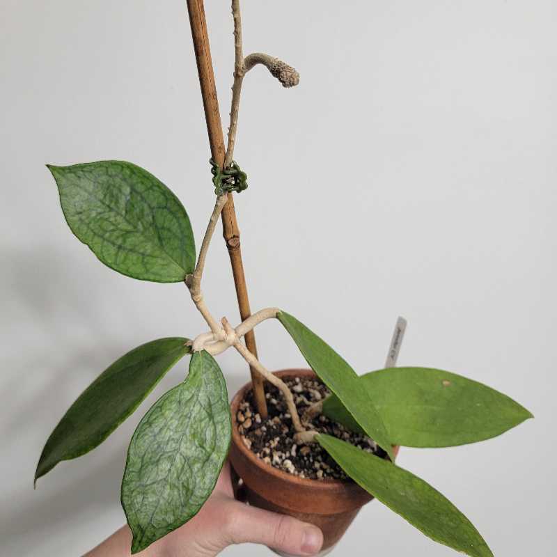 Photo of the plant species Hoya 'Jennifer' by @Mandore named Jennifer on Greg, the plant care app