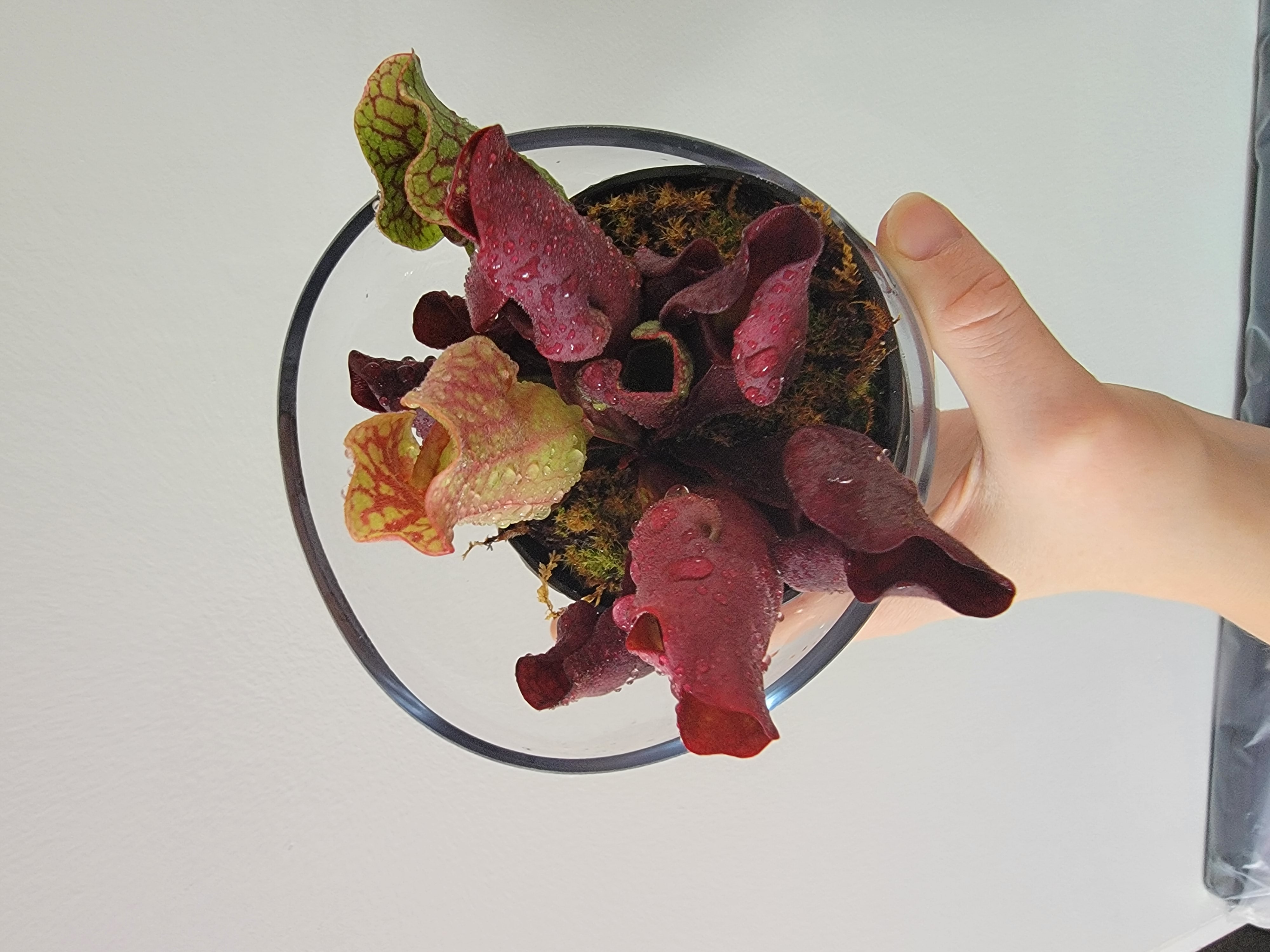 Purple Pitcher Plant held by a hand, with visible soil and vibrant colors.