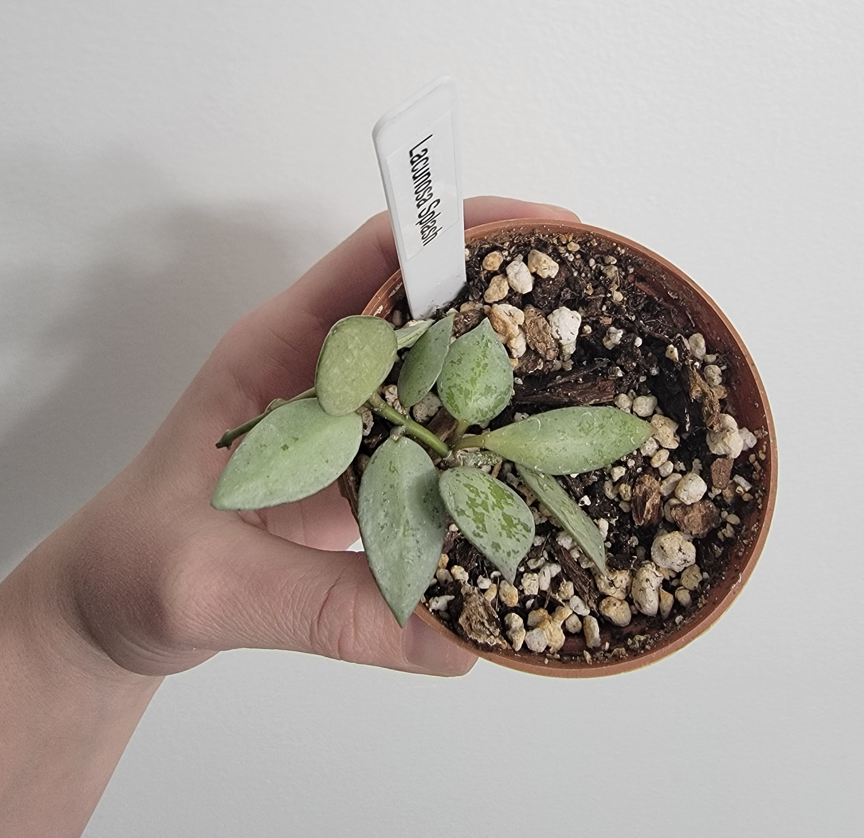 A hand holding a small potted Hoya lacunosa plant with visible soil.