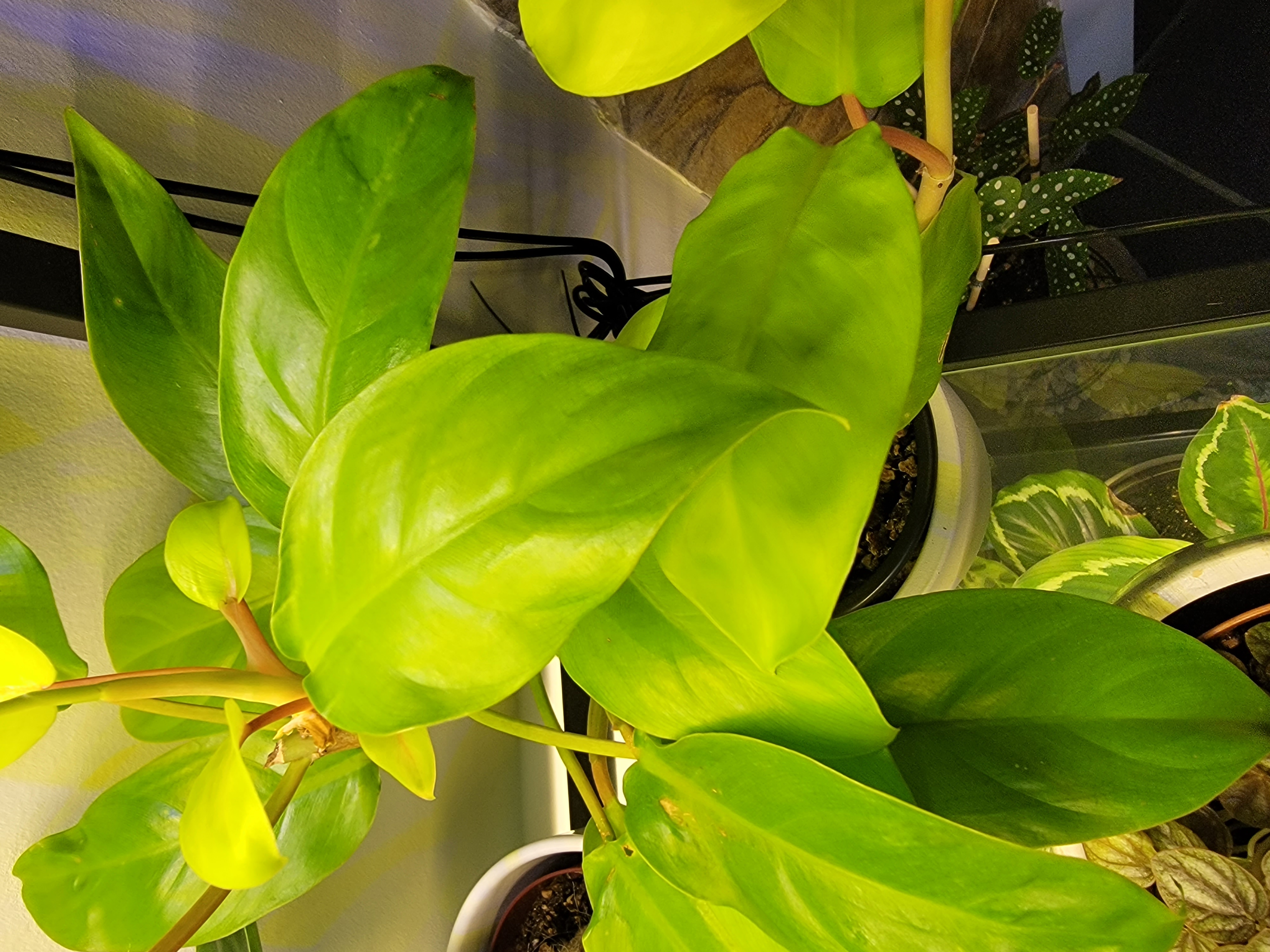 Golden Goddess Philodendron with vibrant green leaves in a pot, soil visible.