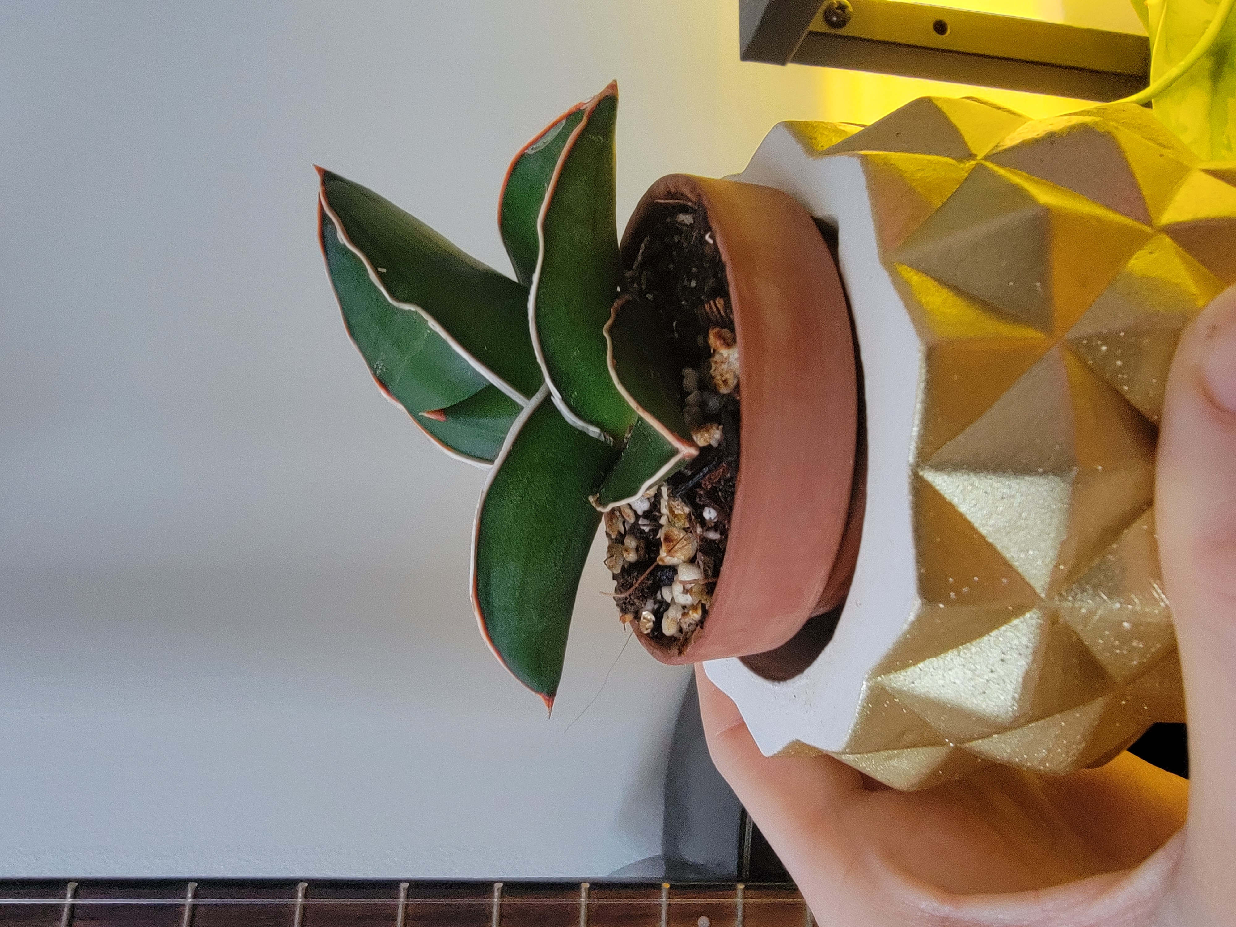 Samurai Dwarf Snake Plant in a decorative pot, held by a hand.
