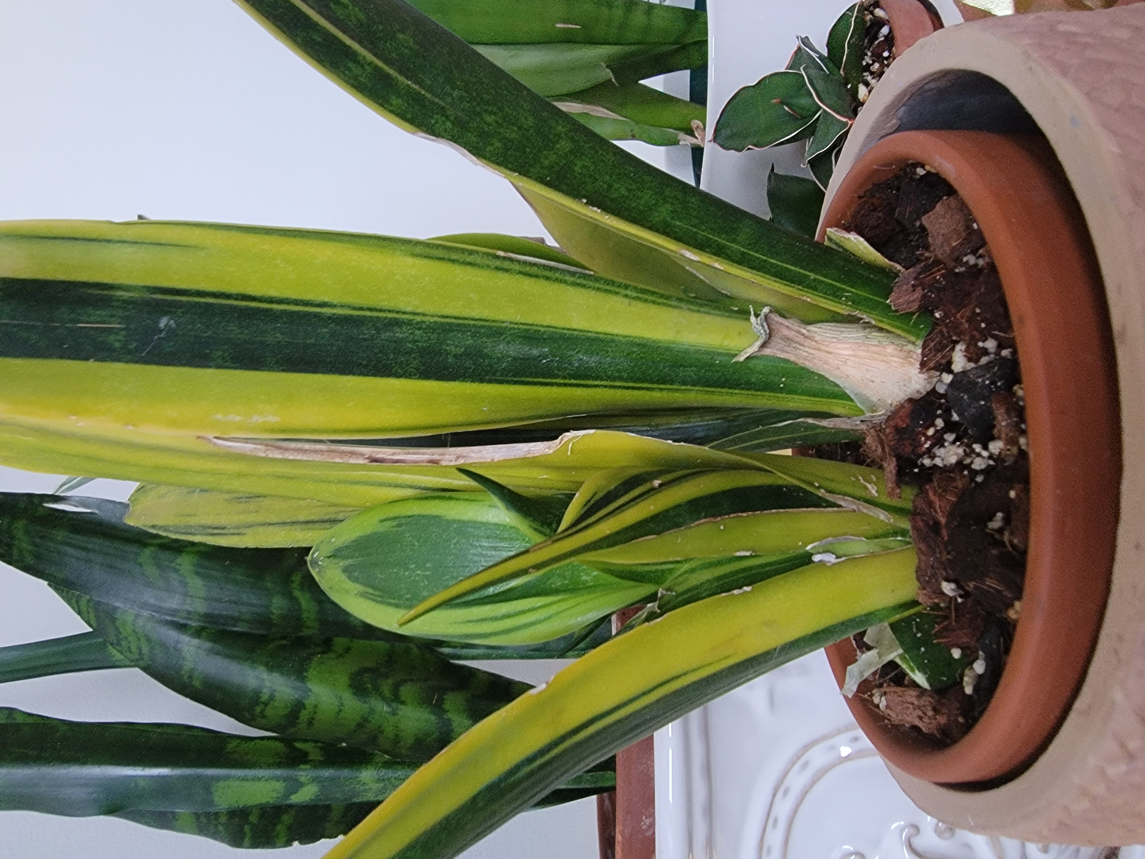 Golden Flame Snake Plant in a pot with variegated yellow and green leaves, some browning visible.