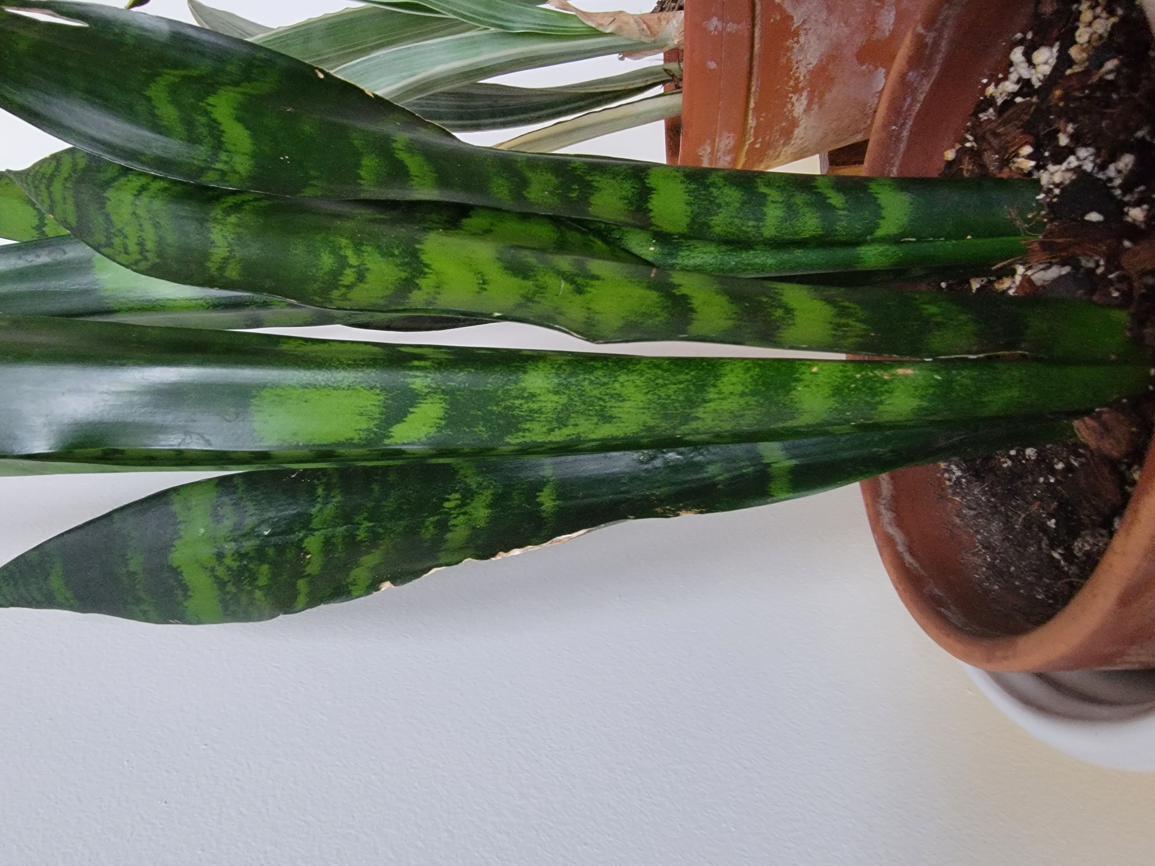 Black Coral Snake Plant in a terracotta pot with visible soil and vibrant green leaves.
