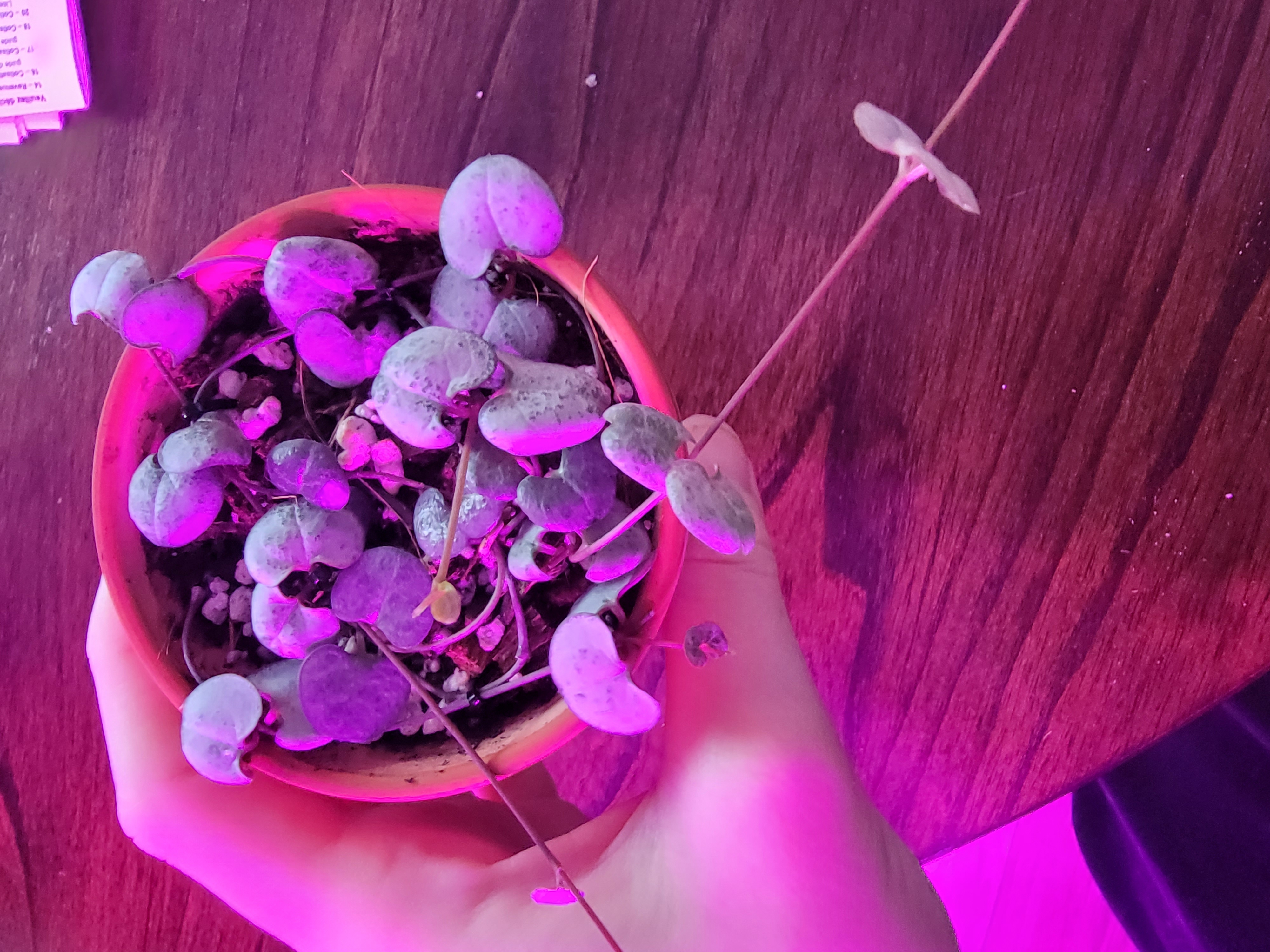 String of Hearts 'Silver Glory' plant in a small pot, held by a hand.