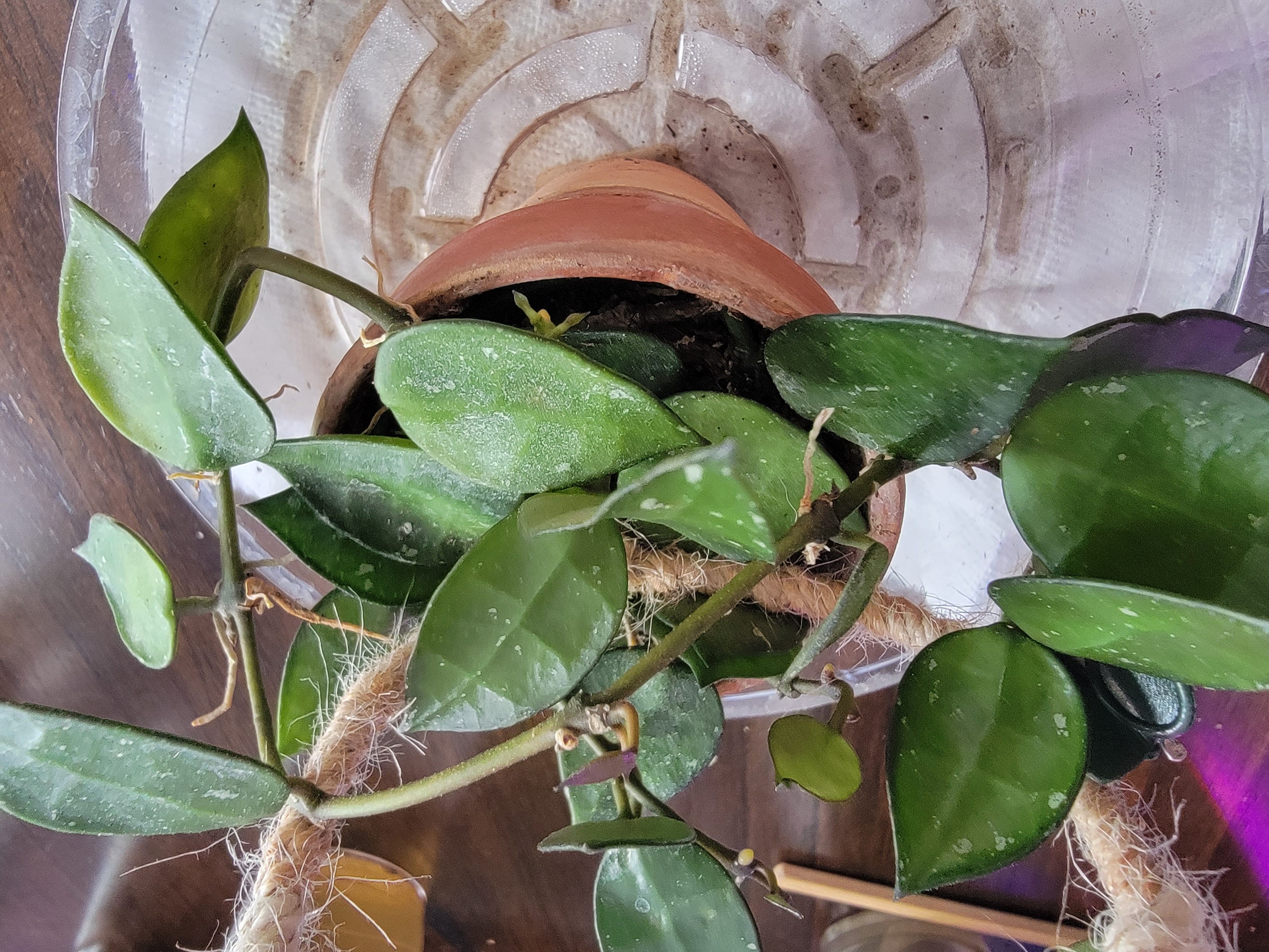 Image of a healthy Hoya krohniana plant with thick, green leaves in a pot.