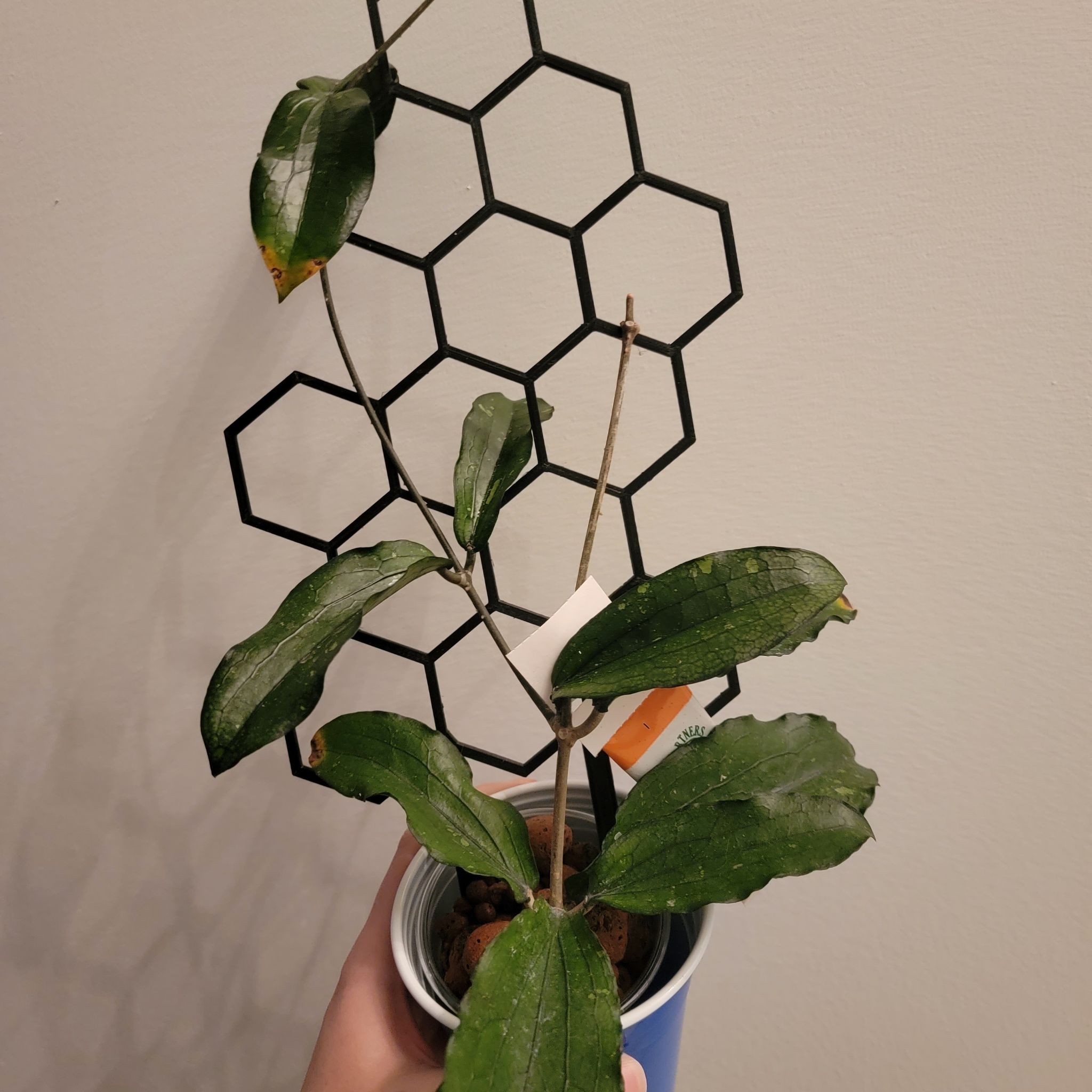 Photo of the plant species Hoya erythrina 'Nara' by @Mandore named Erythrina on Greg, the plant care app