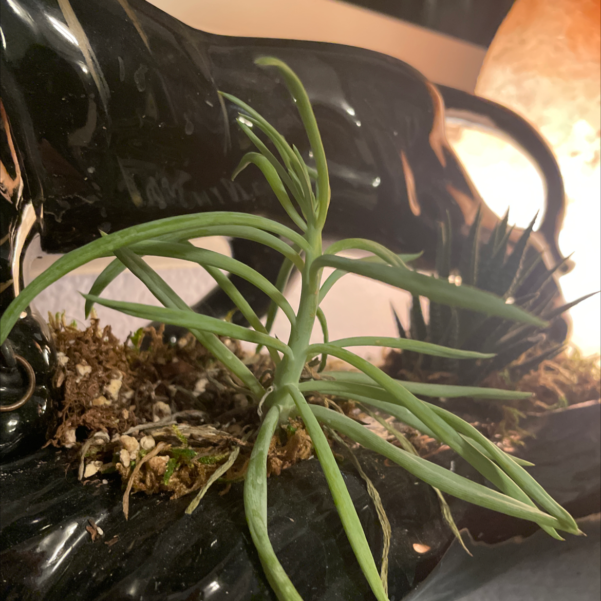 Narrow-Leaf Chalk Sticks plant in a decorative pot, healthy and well-framed.