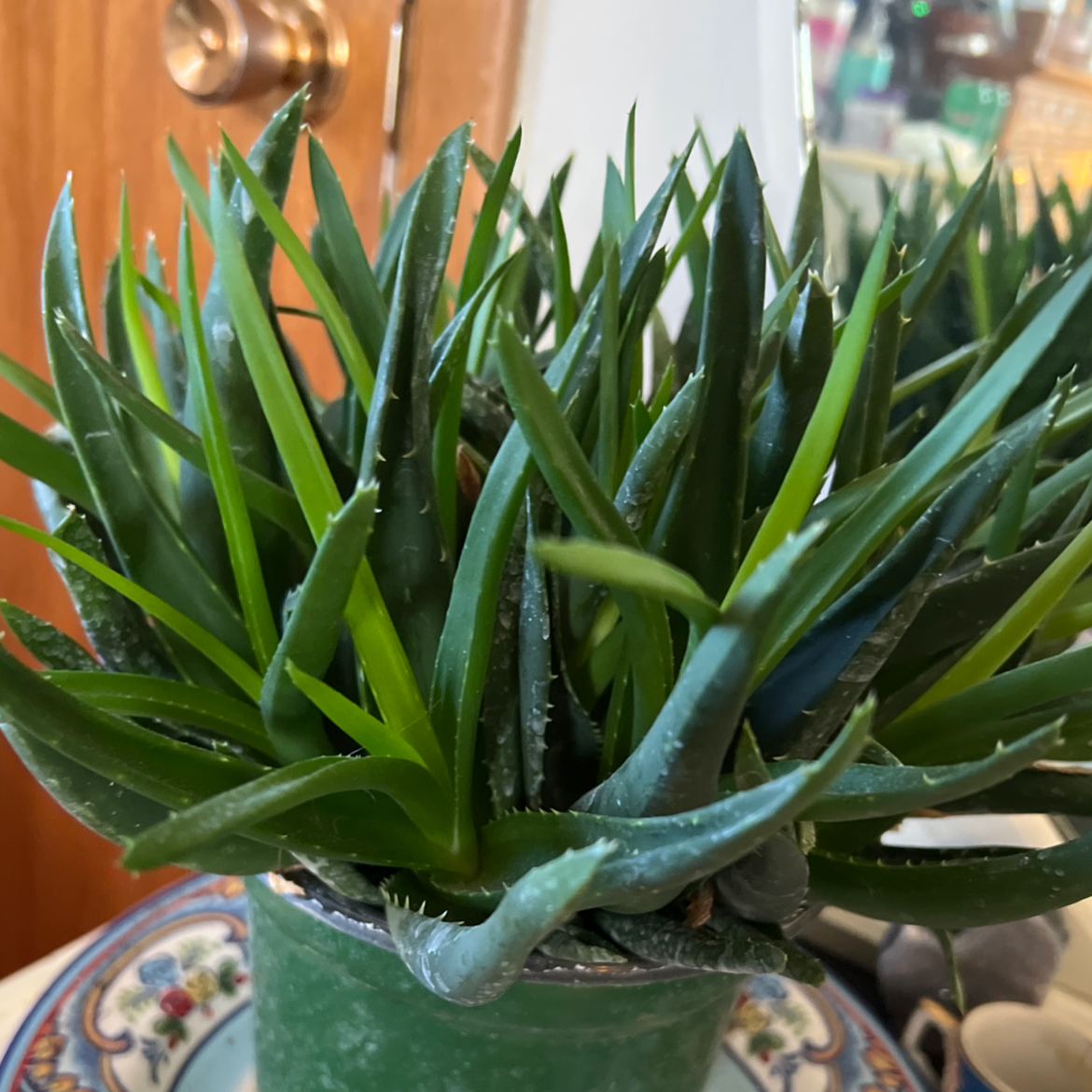 Aloe vera plant photo by @NightPhoenix named NotQuiteAloe on Greg, the plant care app.
