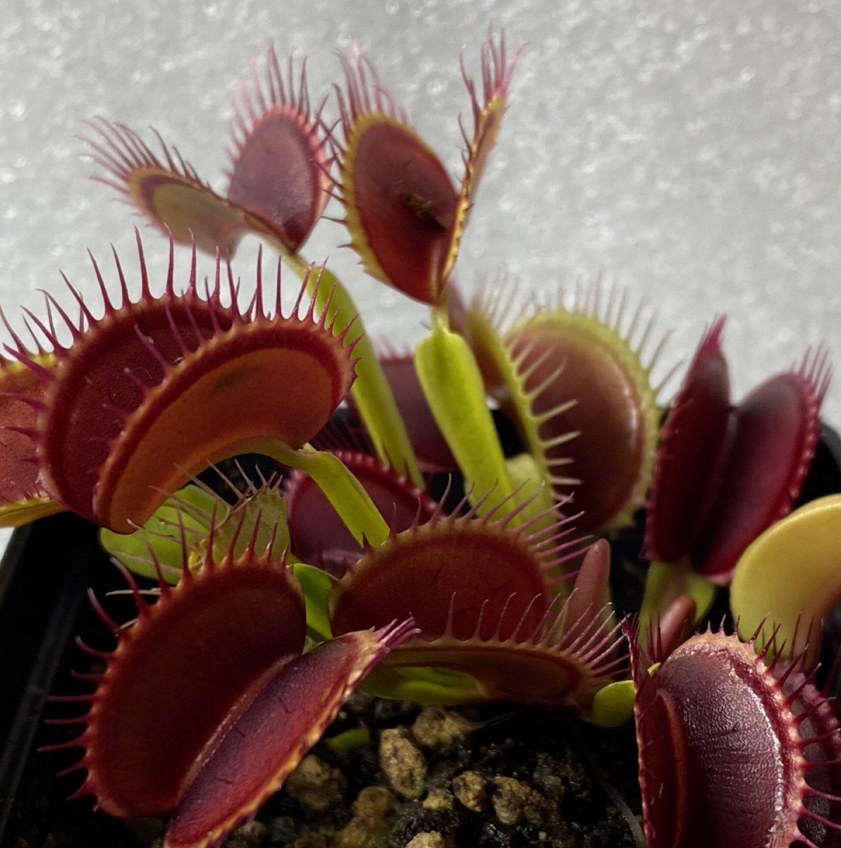 Red Piranha plant photo by @DrplantzX named Lyle on Greg, the plant care app.